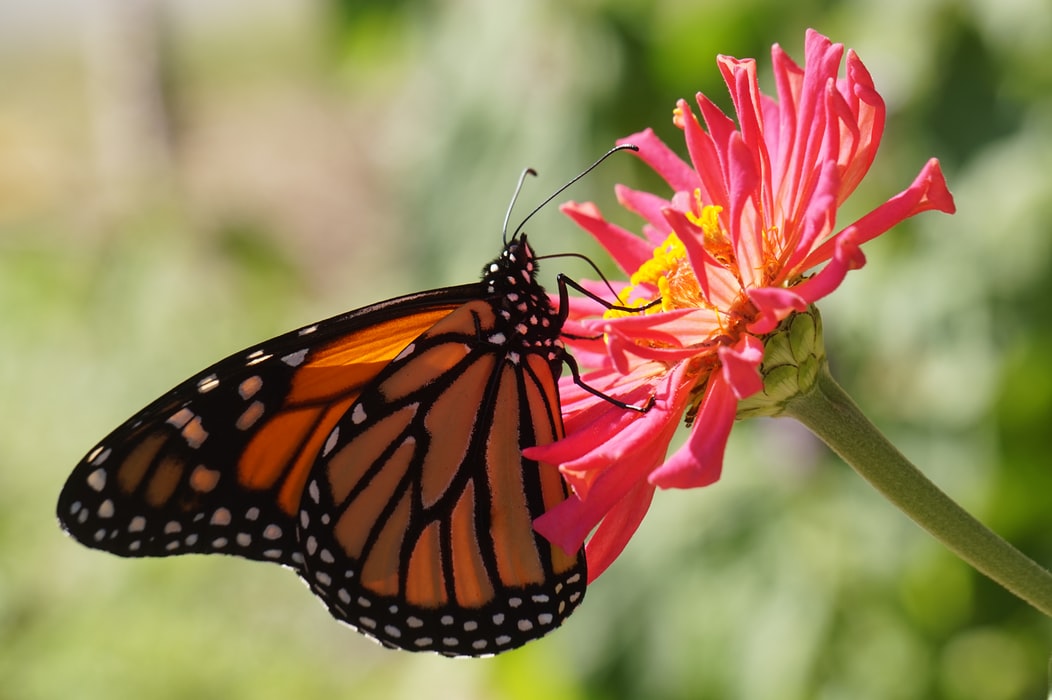 How to Attract Butterflies into Your Garden Willamette Valley Magazine